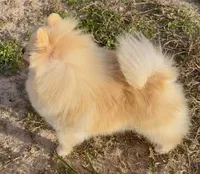 AKC Lumen, a female Pomeranian for sale in Spokane, MO – Photo 7 of 10