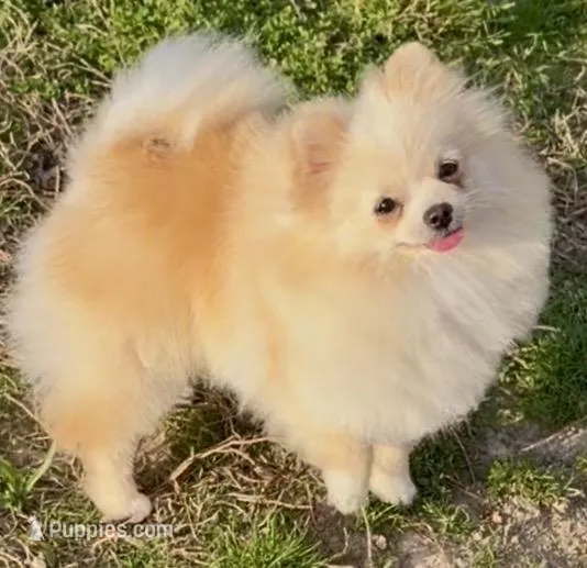 AKC Lumen – Pomeranian puppy for sale in Spokane, MO