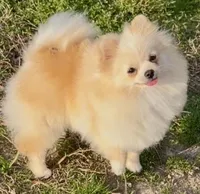 AKC Lumen, a female Pomeranian for sale in Spokane, MO – Photo 1 of 10