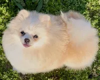 AKC Lumen, a female Pomeranian for sale in Spokane, MO – Photo 4 of 10