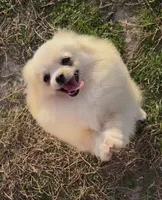 AKC Lumen, a female Pomeranian for sale in Spokane, MO – Photo 10 of 10