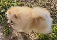AKC Lumen, a female Pomeranian for sale in Spokane, MO – Photo 6 of 10