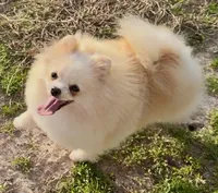 AKC Lumen, a female Pomeranian for sale in Spokane, MO – Photo 8 of 10