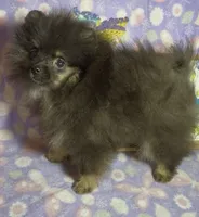 AKC Willow, a female Pomeranian for sale in Spokane, MO – 7 of 9