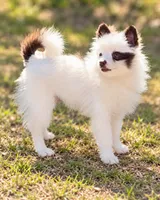 AKC Panda, a female Pomeranian for sale in Spokane, MO – 5 of 10