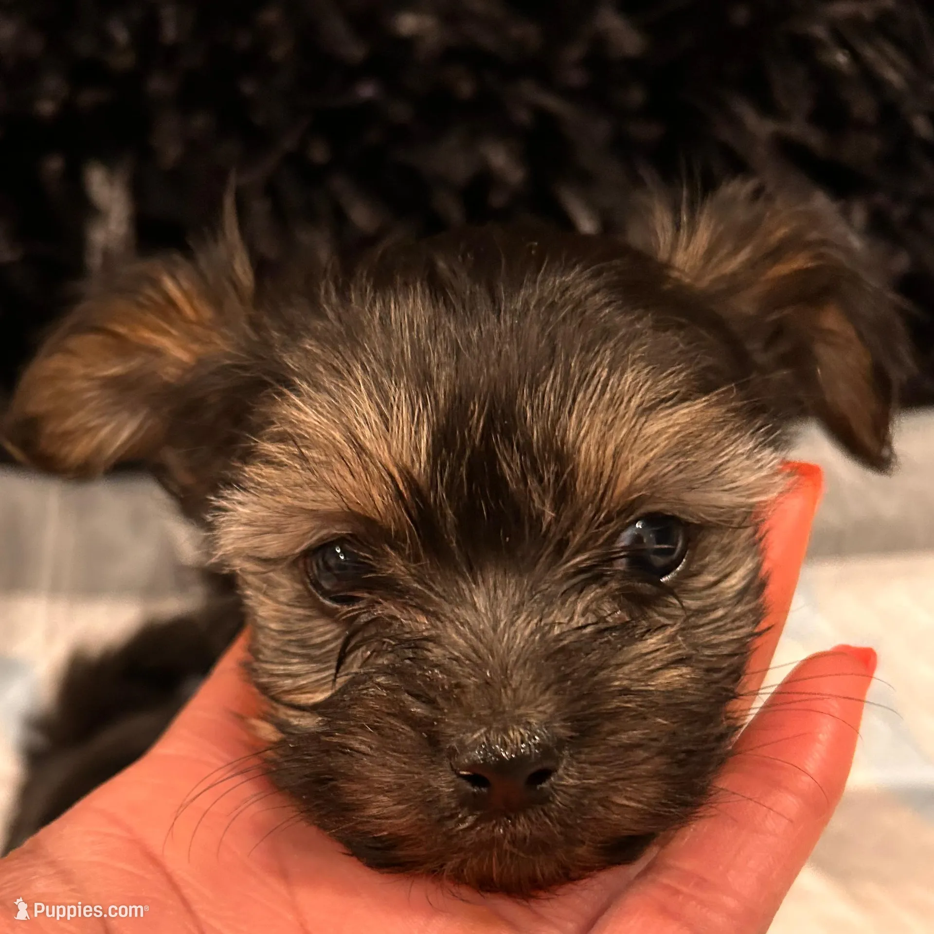 Buttons – Havashire puppy for sale in Brandywine, MD
