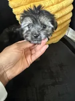 Buttons, a male Havashire for sale in Brandywine, MD – Photo 3 of 6