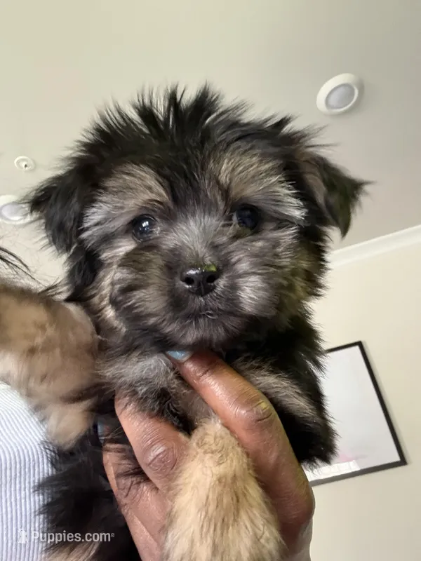 Buttons – Havashire puppy on hold in Brandywine, MD