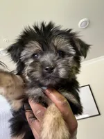 Buttons, a male Havashire for sale in Brandywine, MD – Photo 1 of 6