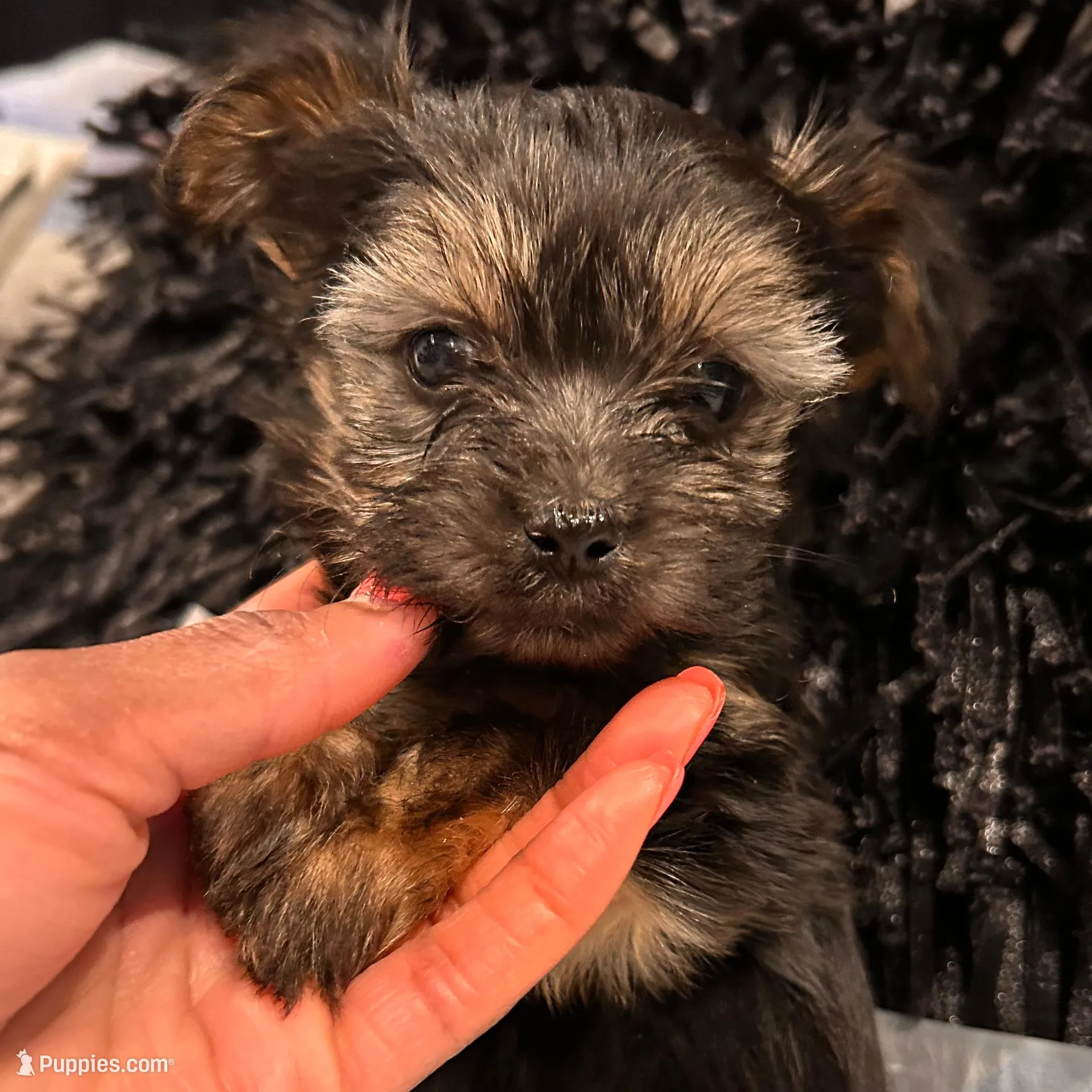 Buttons, a male Havashire for sale in Brandywine, MD – Photo 5 of 6