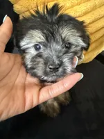 Buttons, a male Havashire for sale in Brandywine, MD – Photo 2 of 6