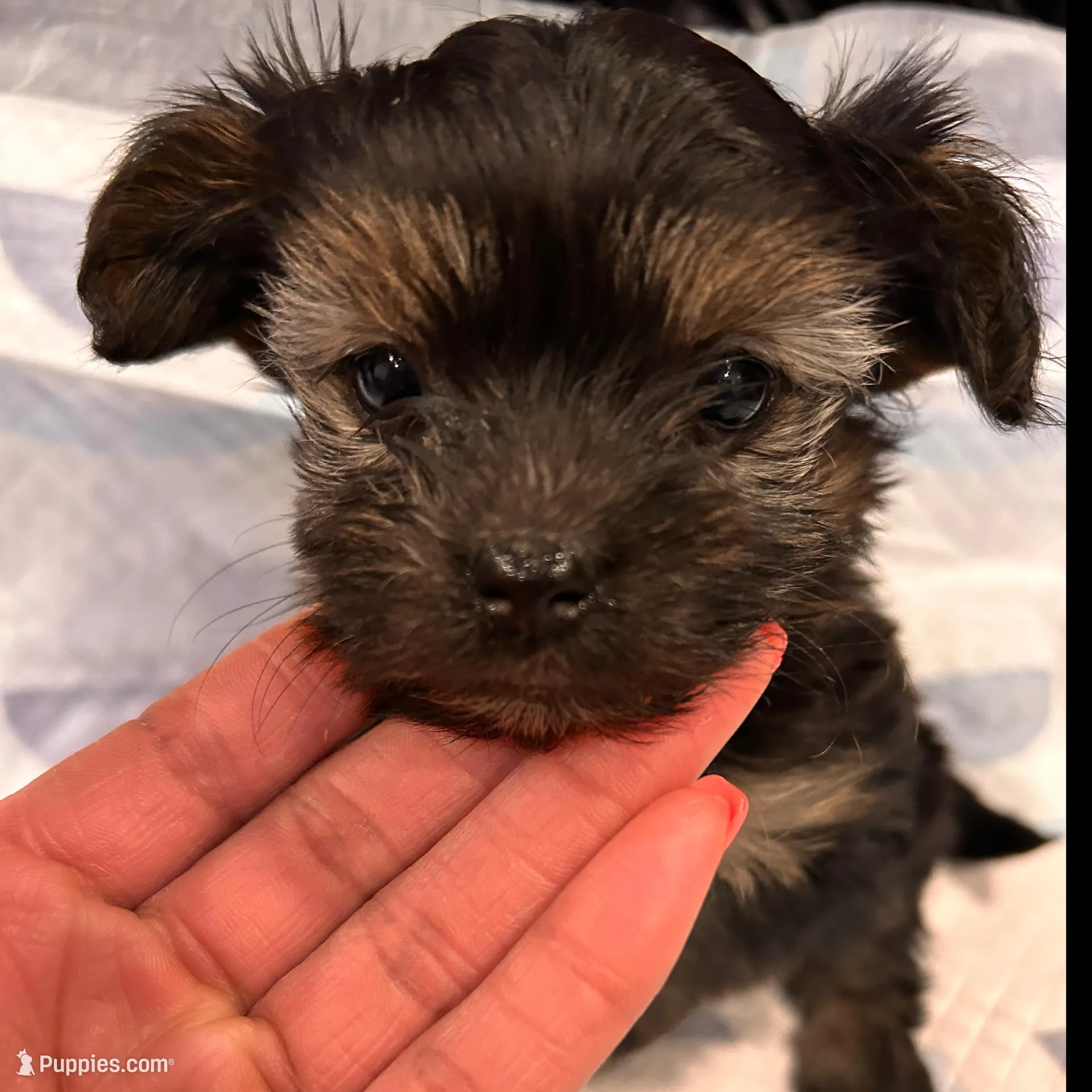 Paris – Havashire puppy for sale in Brandywine, MD