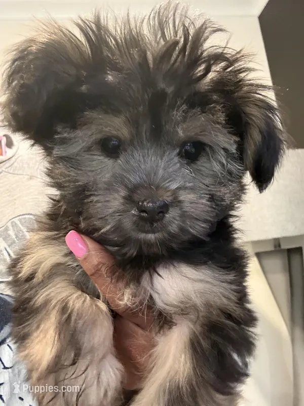 Paris – Havashire puppy for sale in Brandywine, MD