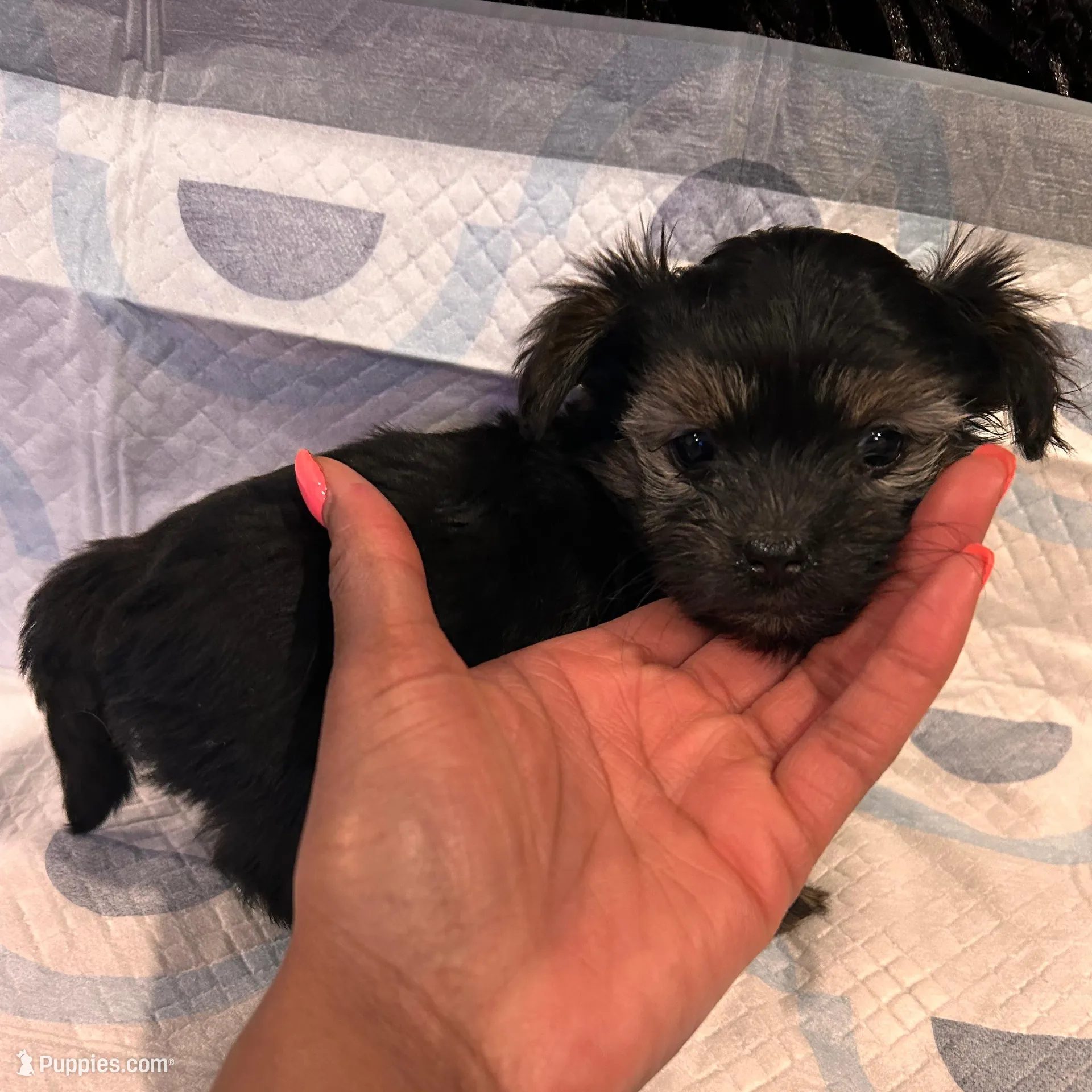 Paris, a female Havashire for sale in Brandywine, MD – Photo 4 of 5