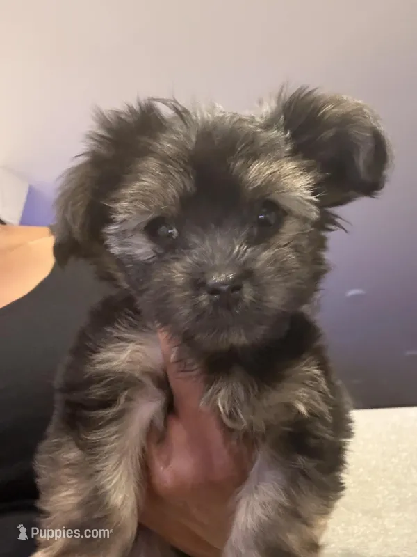 Paris – Havashire puppy for sale in Brandywine, MD