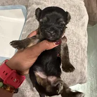 Paris, a female Havashire for sale in Brandywine, MD – Photo 5 of 5