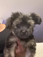 Paris, a female Havashire for sale in Brandywine, MD – Photo 2 of 5