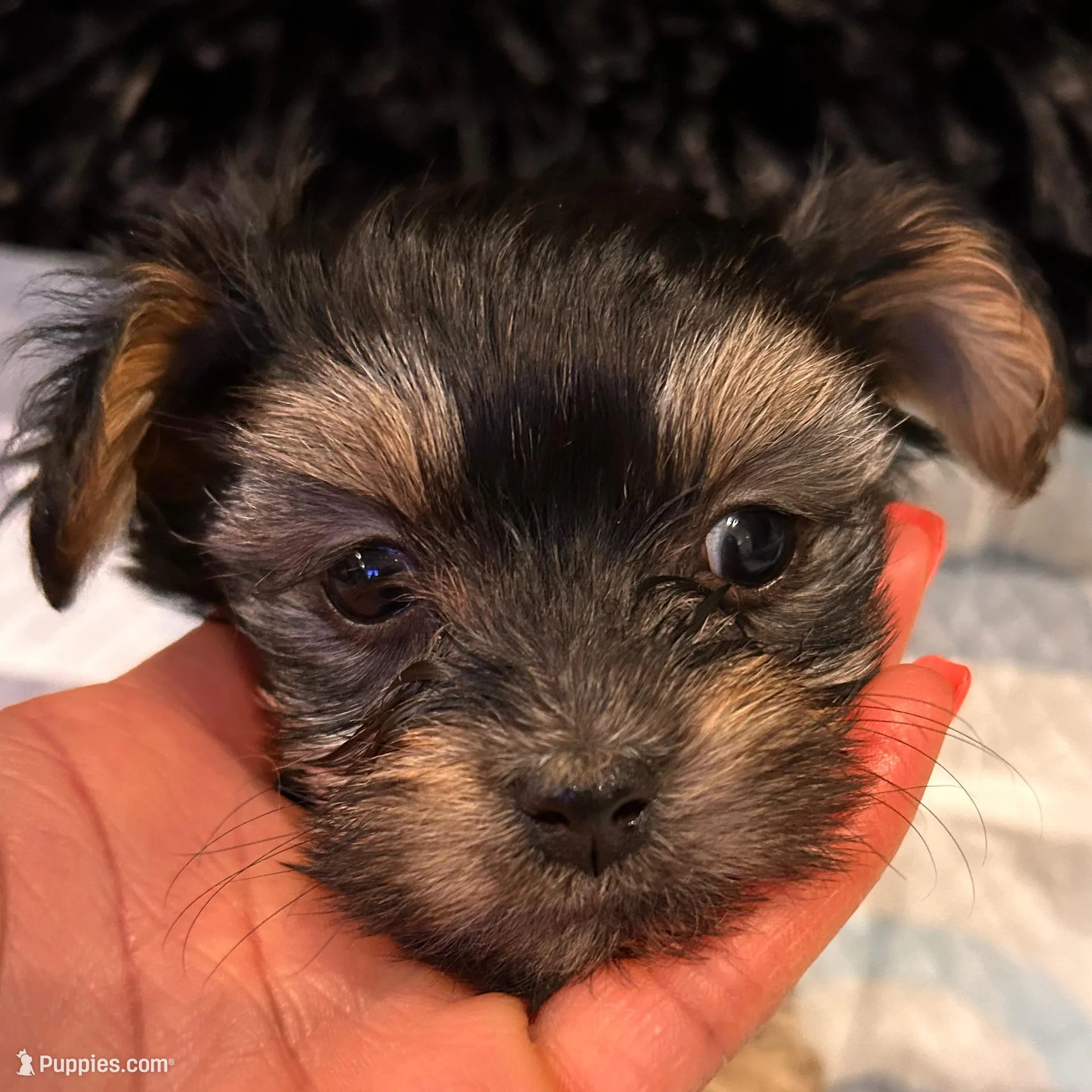 Suga – Havashire puppy for sale in Brandywine, MD