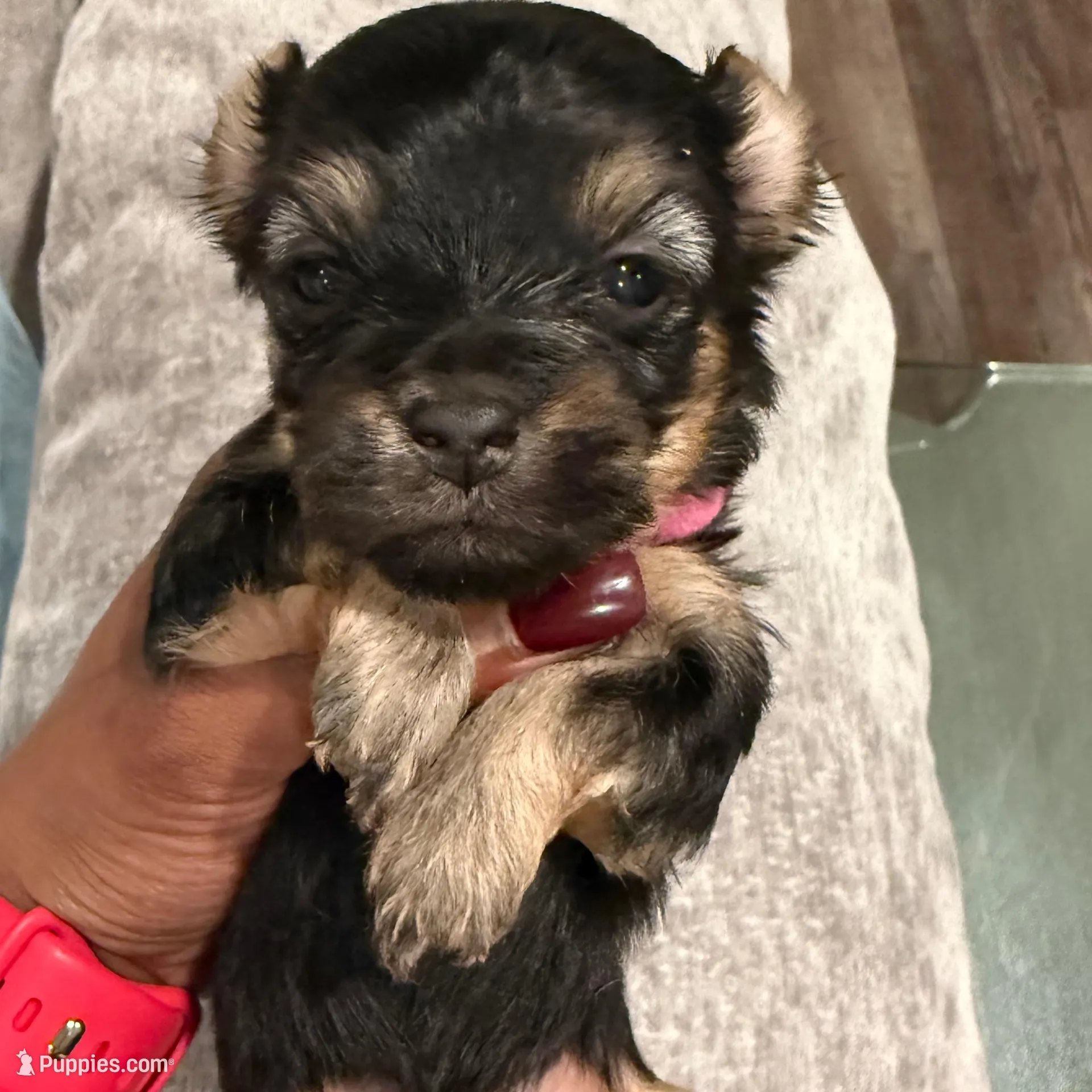 Suga, a female Havashire for sale in Brandywine, MD – Photo 2 of 2