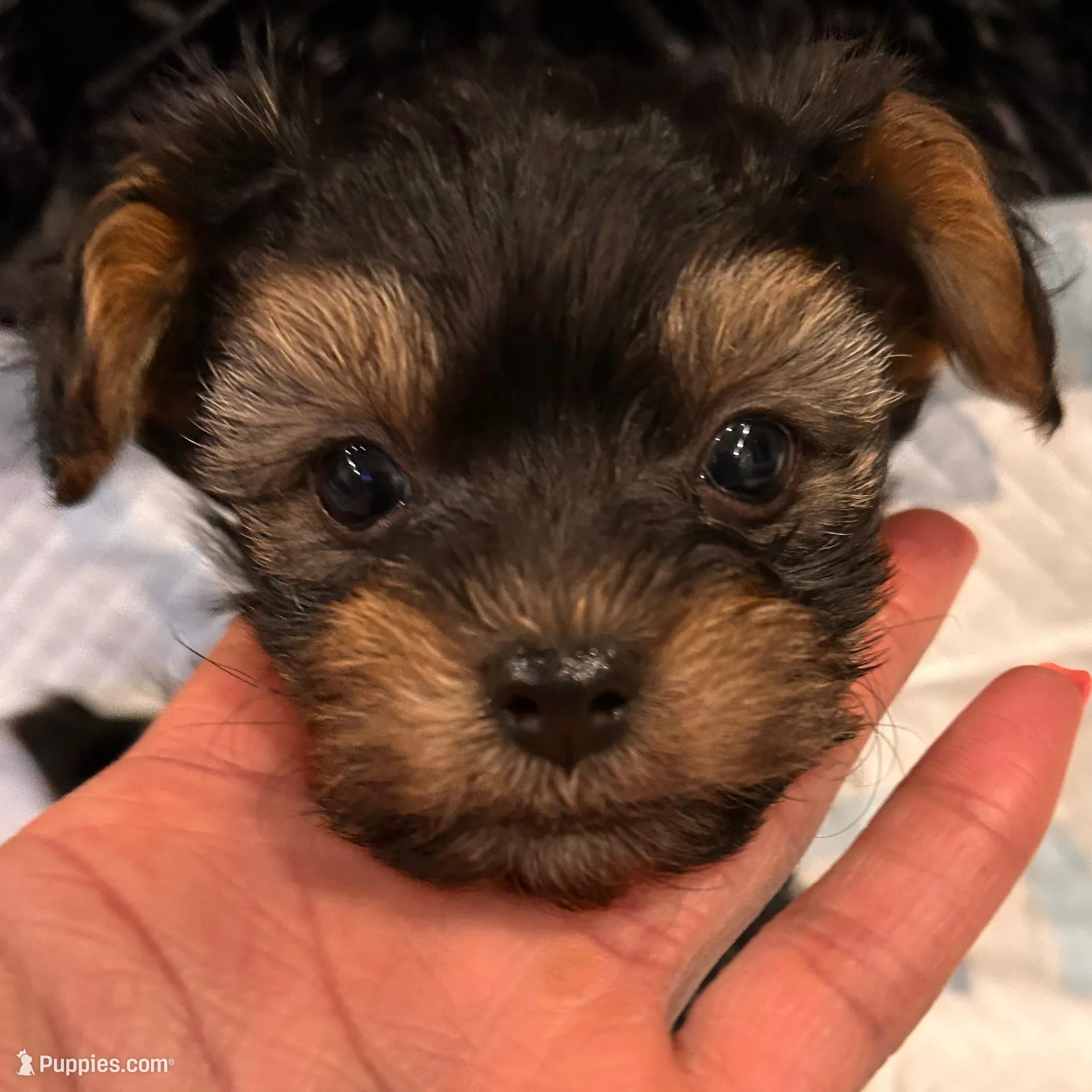 Love Bug – Havashire puppy for sale in Brandywine, MD