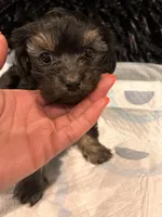 Bentley, a male Havashire for sale in Brandywine, MD – Photo 3 of 6