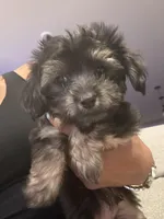 Bentley, a male Havashire for sale in Brandywine, MD – Photo 2 of 6