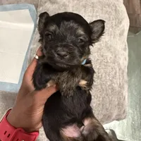 Bentley, a male Havashire for sale in Brandywine, MD – Photo 6 of 6