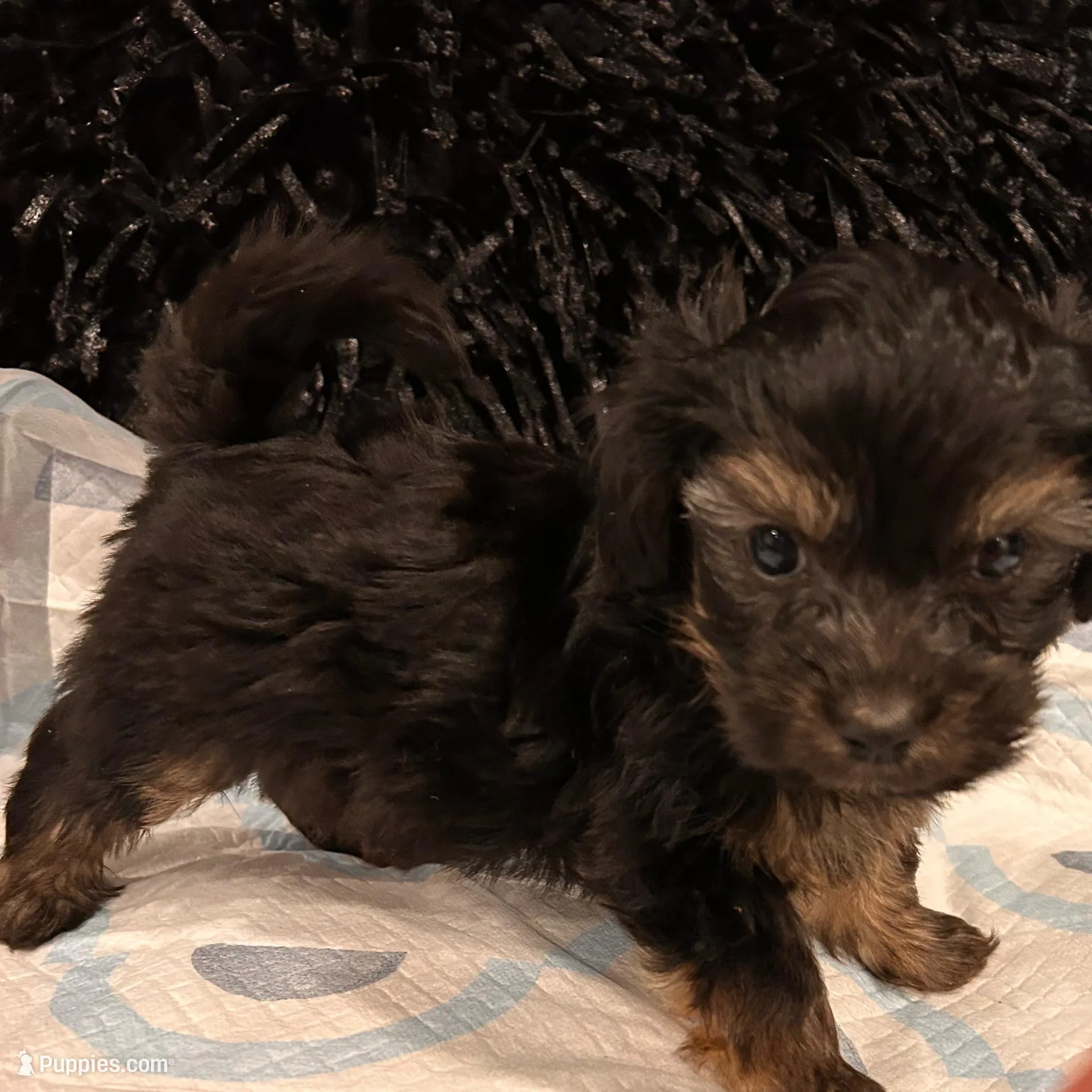 Bentley, a male Havashire for sale in Brandywine, MD – Photo 4 of 6