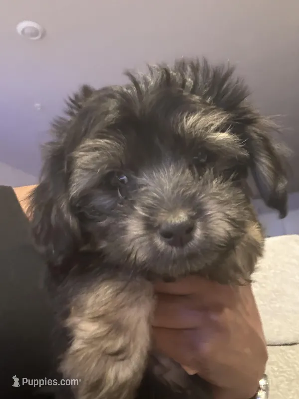 Bentley – Havashire puppy for sale in Brandywine, MD