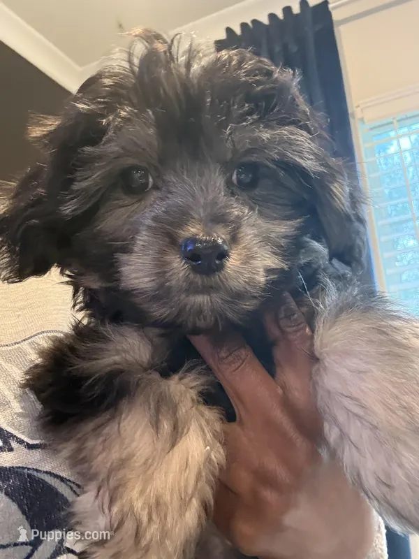Bentley – Havashire puppy for sale in Brandywine, MD