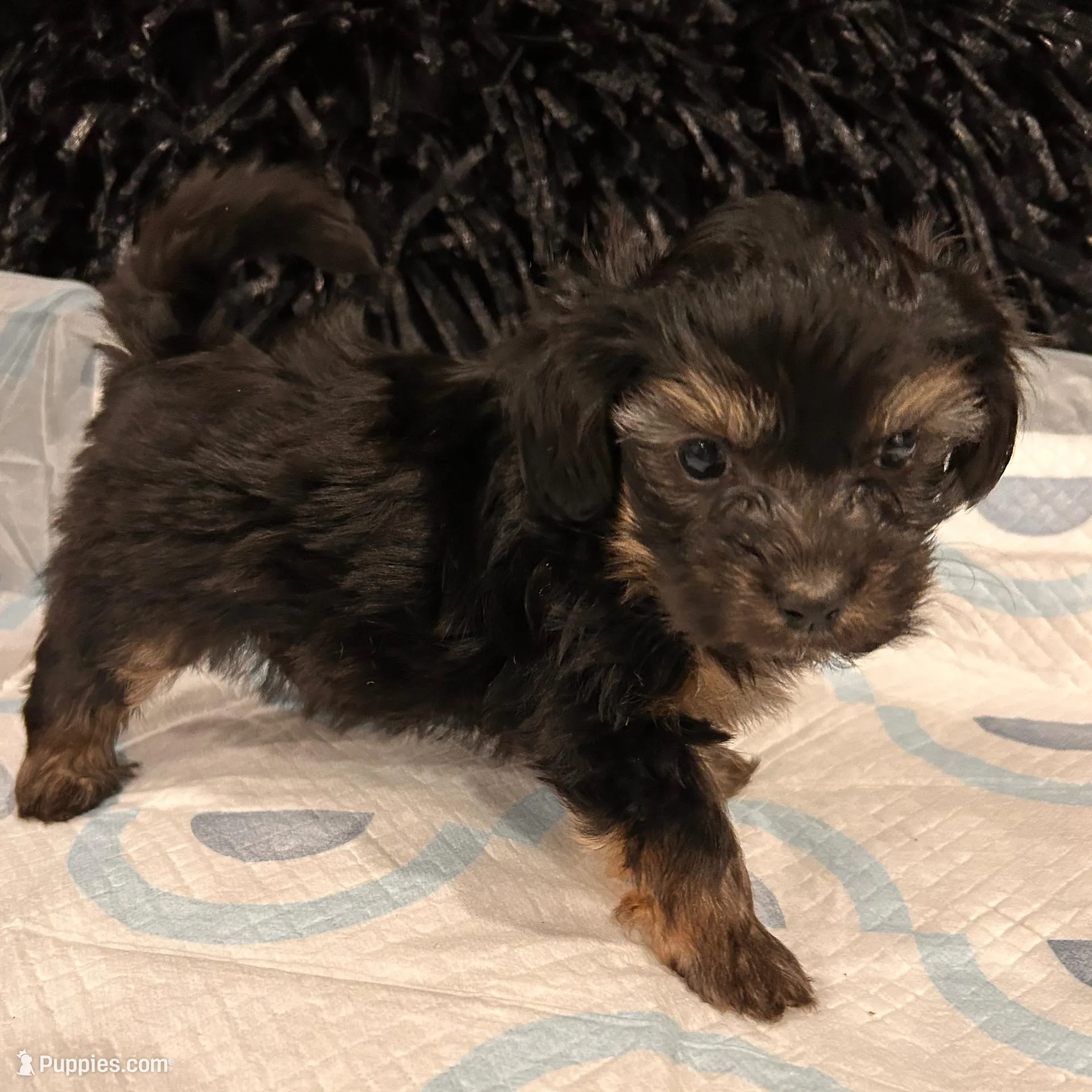 Bentley, a male Havashire for sale in Brandywine, MD – Photo 5 of 6