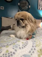 Willow, a female Pekingese for sale in Edmond, OK – 5 of 7