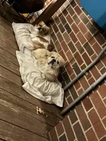 Willow, a female Pekingese for sale in Edmond, OK – 7 of 7