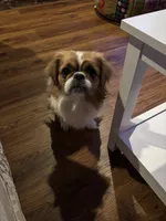 Willow, a female Pekingese for sale in Edmond, OK – 4 of 7