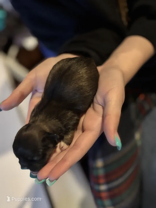 Willow – Pekingese puppy for sale in Edmond, OK