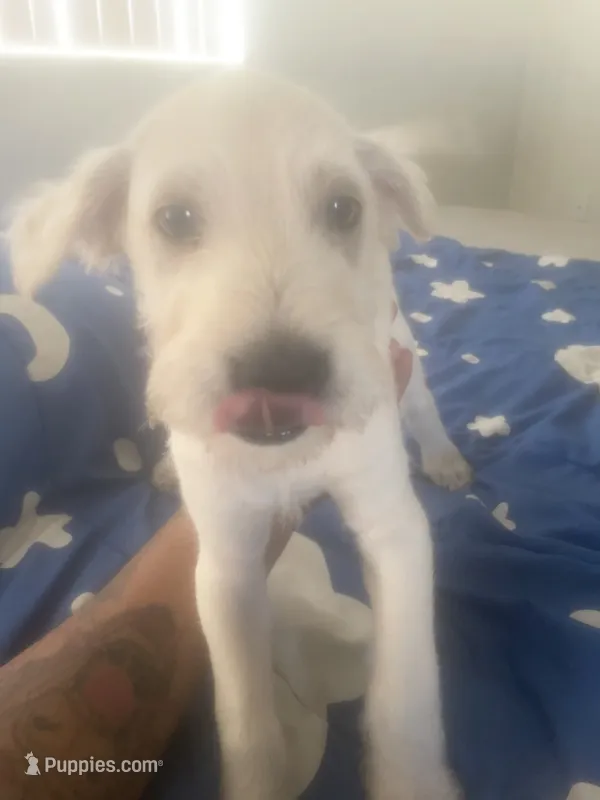 Teacup  – Chinese Shar-Pei, English Goldendoodle puppy for sale in Fontana, CA
