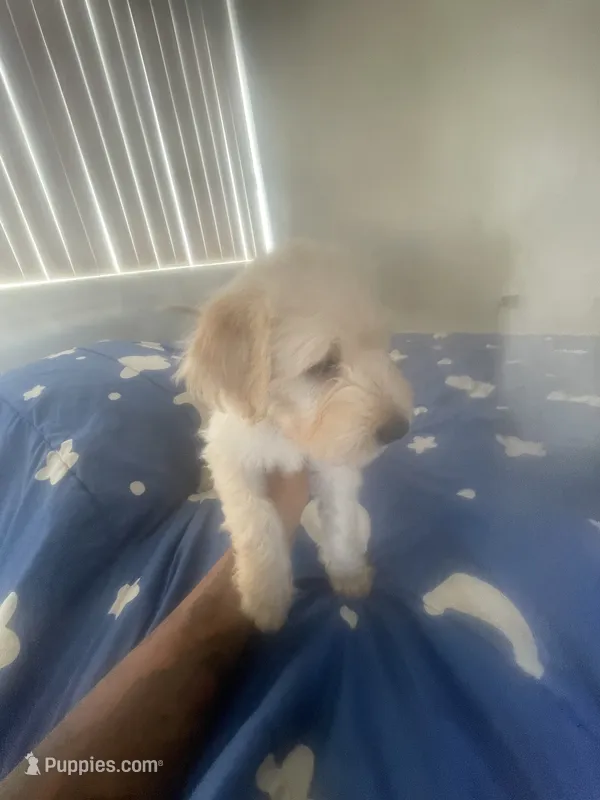 Peaches – Chinese Shar-Pei, English Goldendoodle puppy for sale in Fontana, CA
