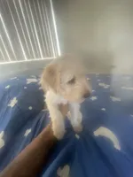 Peaches, a female Chinese Shar-Pei and English Goldendoodle for sale in Fontana, CA – 1 of 3