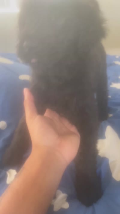 Pretty, a female Chinese Shar-Pei and English Goldendoodle for sale in Fontana, CA – 4 of 4