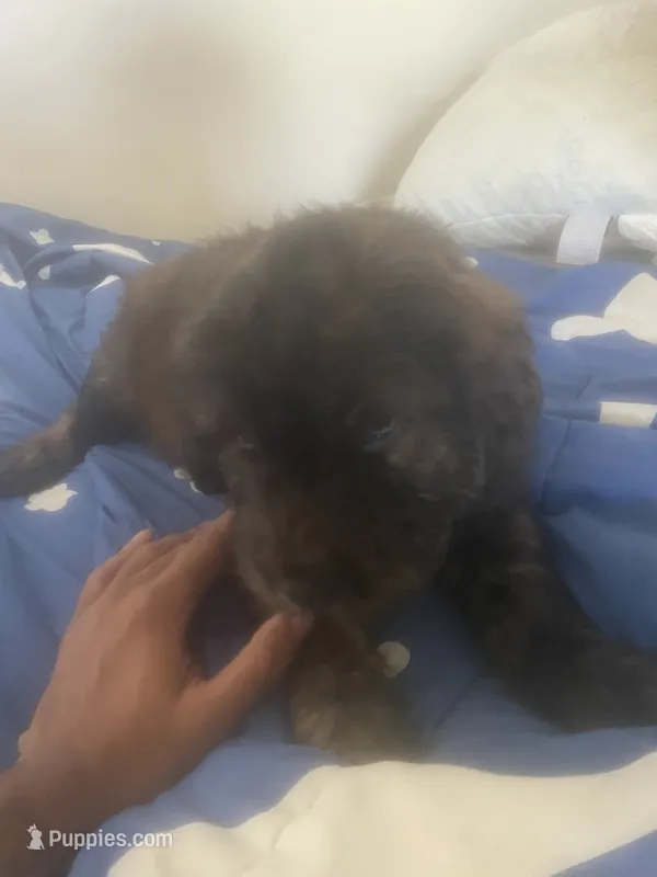 Shar poodle  – Chinese Shar-Pei, English Goldendoodle puppy for sale in Fontana, CA