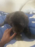 Shar poodle , a male Chinese Shar-Pei and English Goldendoodle for sale in Fontana, CA – 1 of 3