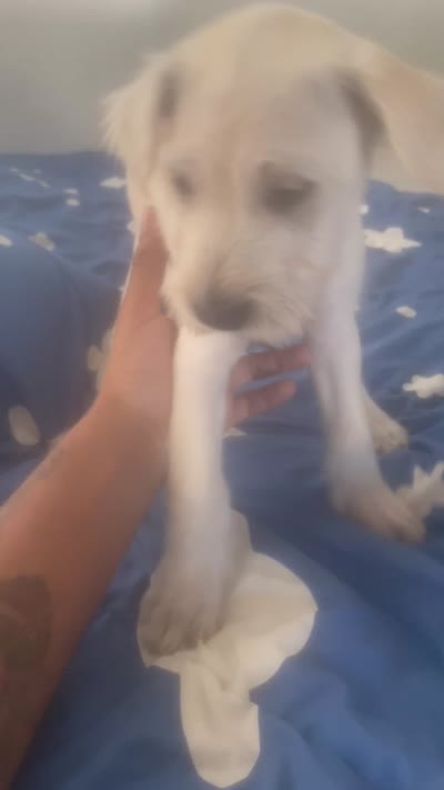 Teacup , a female Chinese Shar-Pei and English Goldendoodle for sale in Fontana, CA – 3 of 3