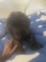 Shar poodle , a male Chinese Shar-Pei and English Goldendoodle for sale in Fontana, CA – 2 of 3
