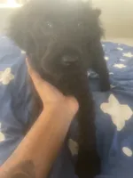 Pretty, a female Chinese Shar-Pei and English Goldendoodle for sale in Fontana, CA – 3 of 4