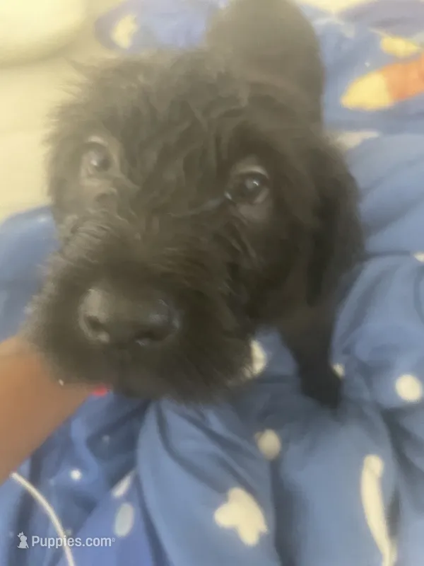 Pretty – Chinese Shar-Pei, English Goldendoodle puppy for sale in Fontana, CA