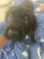 Pretty, a female Chinese Shar-Pei and English Goldendoodle for sale in Fontana, CA – 1 of 4