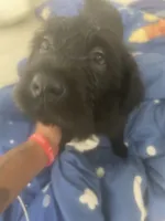 Pretty, a female Chinese Shar-Pei and English Goldendoodle for sale in Fontana, CA – 2 of 4