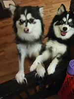 Mommy's twin, a female Pomsky for sale in Akron, OH – Photo 2 of 2