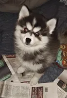 Mommy's twin, a female Pomsky for sale in Akron, OH – Photo 1 of 2