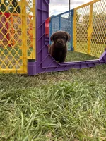 Health Tested & Champion Bloodline Pink Female , a female Labrador Retriever for sale in Baltimore, MD – Photo 4 of 4